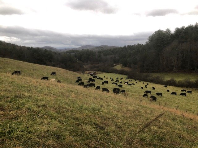 Cattle at Cole Creek Farms