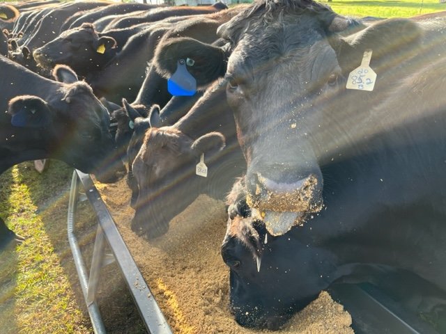 Cow Close Up at Cole Creek Farms