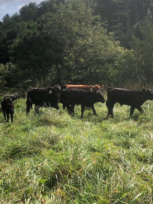 Cows at Cole Creek Farms