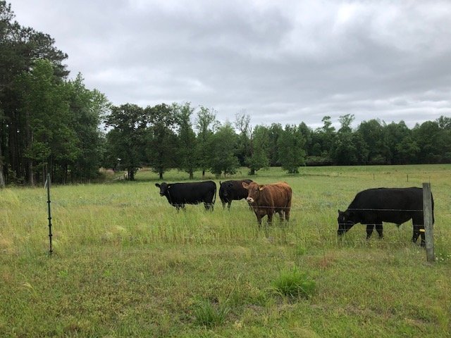 Cows at Cole Creek Farms N C