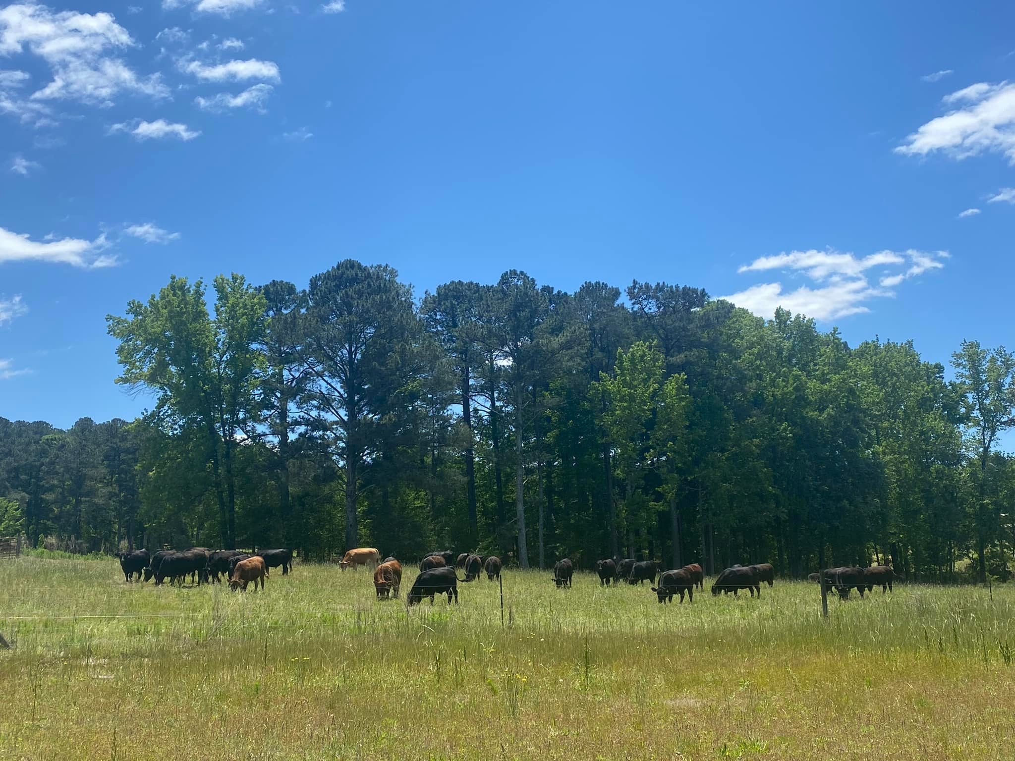 Grazing Cows at Cole Creek Farms