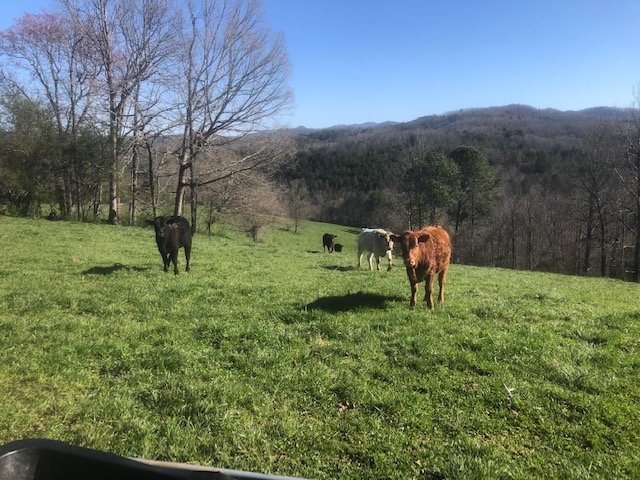 Pasture at Cole Creek Farms