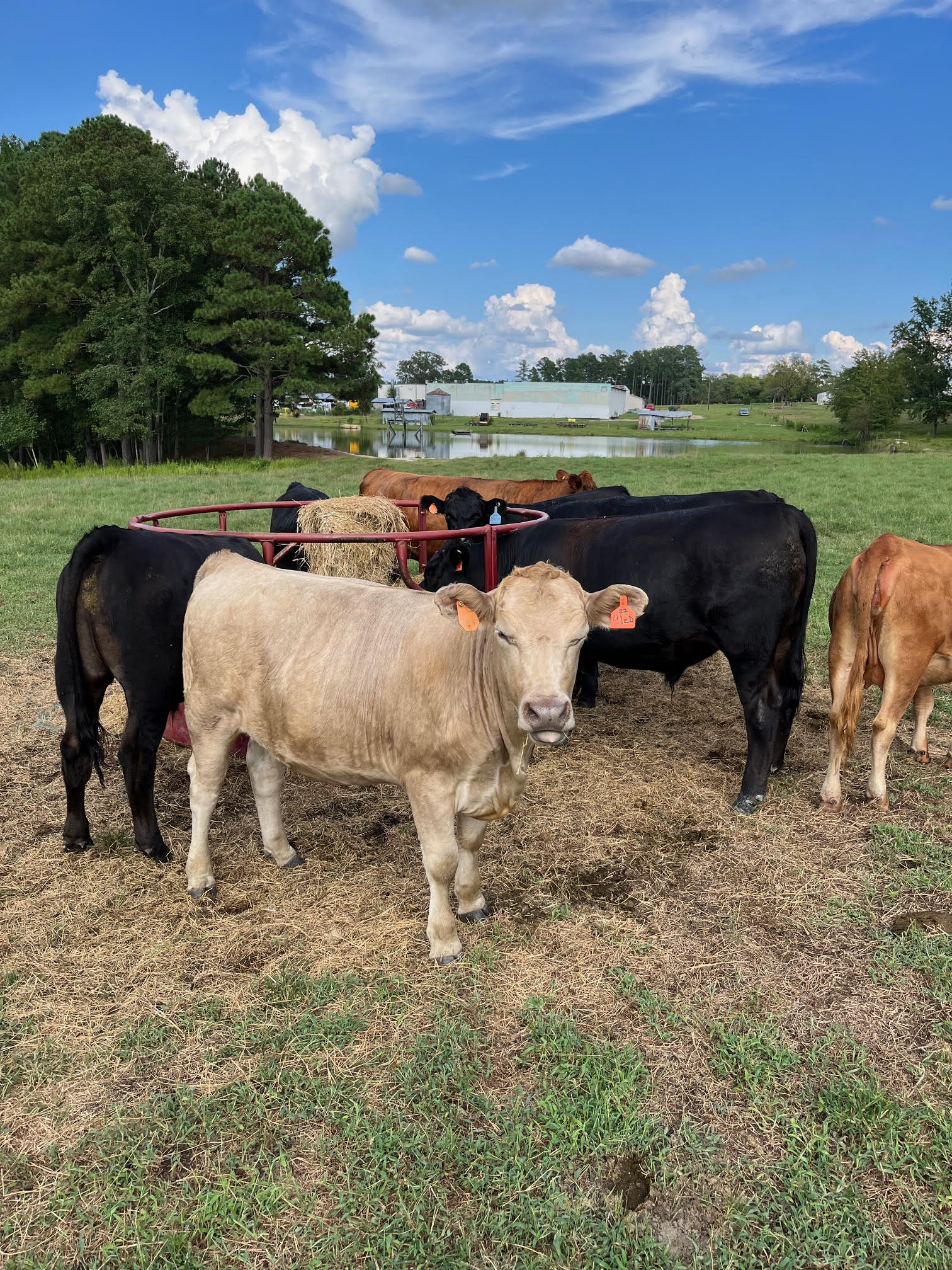 Cole Creek Farms Cows