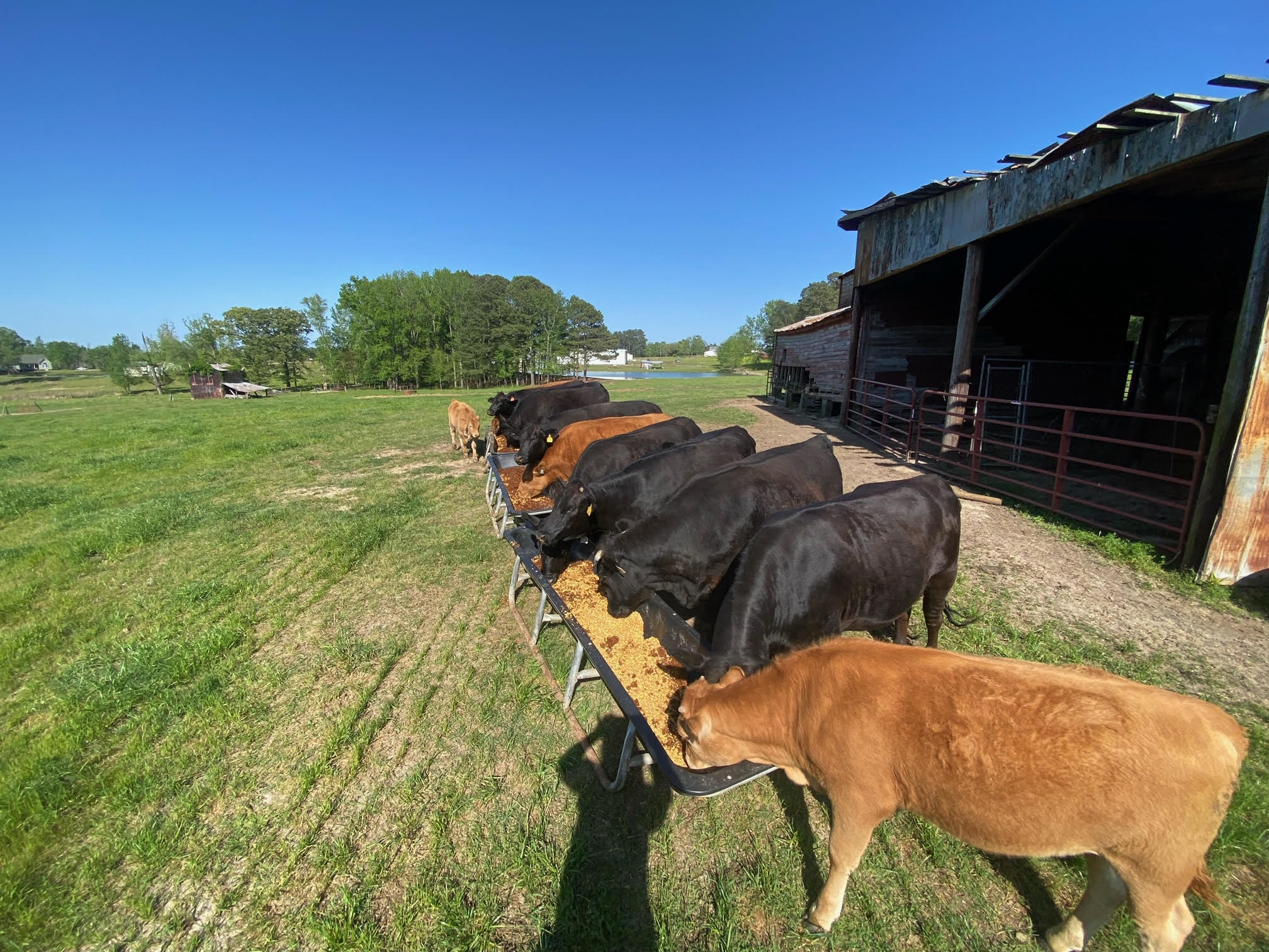 Cole Creek Farms Cows Eating From Trough