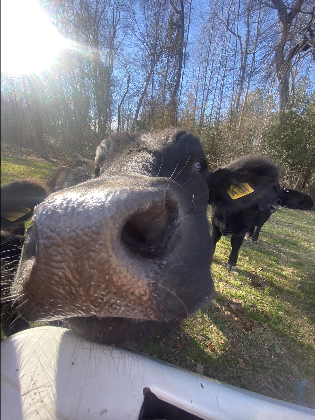 Cole Creek Farms in Benson, NC Cow Up Close